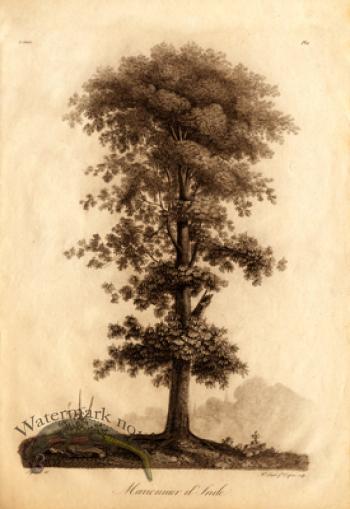 Defiennes Trees 01 S